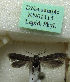  (Scythris ambustella - KN01115)  @11 [ ] CreativeCommons - Attribution Non-Commercial (2019) Kari Nupponen Ecology-Centre, Kiel University, Gegmany