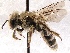  (Calliopsis pugionis - KJH.937)  @14 [ ] Unspecified (default): All Rights Reserved  Unspecified Unspecified