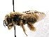  (Diadasia opuntiae - KJH.4056)  @14 [ ] Unspecified (default): All Rights Reserved  Unspecified Unspecified
