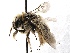  (Diadasia laticauda - KJH.2970)  @14 [ ] Unspecified (default): All Rights Reserved  Unspecified Unspecified