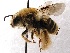  (Tetraloniella pomonae - KJH.3415)  @14 [ ] Unspecified (default): All Rights Reserved  Unspecified Unspecified