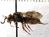  (Triepeolus matildae - KJH.3127)  @12 [ ] Unspecified (default): All Rights Reserved  Unspecified Unspecified
