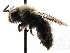  (Colletes sphaeralceae - KJH.87)  @14 [ ] Unspecified (default): All Rights Reserved  Unspecified Unspecified