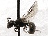  (Hylaeus polifolii - KJH.1007)  @13 [ ] Unspecified (default): All Rights Reserved  Unspecified Unspecified