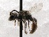  (Sphecodes SanDiego sp. B - KJH.5701)  @13 [ ] Unspecified (default): All Rights Reserved  Unspecified Unspecified