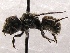  (Ashmeadiella SanDiego Sp.2 - KJH.3032)  @13 [ ] Unspecified (default): All Rights Reserved  Unspecified Unspecified