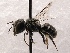  (Ashmeadiella SanDiego Sp.4 - KJH.1516)  @13 [ ] Unspecified (default): All Rights Reserved  Unspecified Unspecified