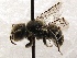  (Ashmeadiella SanDiego Sp.B - KJH.1289)  @13 [ ] Unspecified (default): All Rights Reserved  Unspecified Unspecified