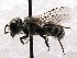  (Ashmeadiella cf. bucconis - KJH.2235)  @13 [ ] Unspecified (default): All Rights Reserved  Unspecified Unspecified