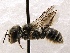  (Ashmeadiella SanDiego Sp.6 - KJH.4334)  @13 [ ] Unspecified (default): All Rights Reserved  Unspecified Unspecified