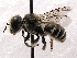  (Ashmeadiella SanDiego Sp.8 - KJH.1520)  @14 [ ] Unspecified (default): All Rights Reserved  Unspecified Unspecified