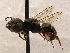  (Ashmeadiella SanDiego Sp.G - KJH.2899)  @12 [ ] Unspecified (default): All Rights Reserved  Unspecified Unspecified