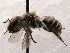  (Ashmeadiella SanDiego Sp.9 - KJH.4333)  @13 [ ] Unspecified (default): All Rights Reserved  Unspecified Unspecified