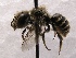  (Ashmeadiella SanDiego Sp.10 - KJH.3585)  @14 [ ] Unspecified (default): All Rights Reserved  Unspecified Unspecified