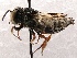  (Coelioxys SanDiego Sp.A - KJH.4737)  @13 [ ] Unspecified (default): All Rights Reserved  Unspecified Unspecified