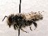  (Megachile parallela - KJH.4323)  @14 [ ] Unspecified (default): All Rights Reserved  Unspecified Unspecified