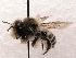  (Megachile subnigra - KJH.612)  @14 [ ] Unspecified (default): All Rights Reserved  Unspecified Unspecified