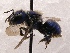  (Osmia granulosa - KJH.1310)  @14 [ ] Unspecified (default): All Rights Reserved  Unspecified Unspecified