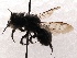  (Osmia montana - KJH.2059)  @13 [ ] Unspecified (default): All Rights Reserved  Unspecified Unspecified