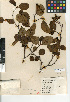  ( - CCDB-24935-D09)  @11 [ ] CreativeCommons - Attribution Non-Commercial Share-Alike (2015) SDNHM San Diego Natural History Museum
