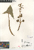  ( - CCDB-24957-E12)  @11 [ ] CreativeCommons - Attribution Non-Commercial Share-Alike (2015) SDNHM San Diego Natural History Museum