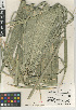  (Washingtonia - CCDB-23397-A03)  @11 [ ] CreativeCommons - Attribution Non-Commercial Share-Alike (2015) SDNHM San Diego Natural History Museum