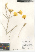  ( - CCDB-23397-B08)  @11 [ ] CreativeCommons - Attribution Non-Commercial Share-Alike (2015) SDNHM San Diego Natural History Museum