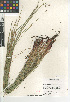  ( - CCDB-23397-B10)  @11 [ ] CreativeCommons - Attribution Non-Commercial Share-Alike (2015) SDNHM San Diego Natural History Museum