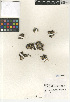  ( - CCDB-23397-C01)  @11 [ ] CreativeCommons - Attribution Non-Commercial Share-Alike (2015) SDNHM San Diego Natural History Museum