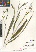  ( - CCDB-23397-C08)  @11 [ ] CreativeCommons - Attribution Non-Commercial Share-Alike (2015) SDNHM San Diego Natural History Museum