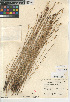  (Eleocharis erythropoda - CCDB-23397-D10)  @11 [ ] CreativeCommons - Attribution Non-Commercial Share-Alike (2015) SDNHM San Diego Natural History Museum