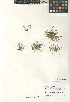  ( - CCDB-23397-E10)  @11 [ ] CreativeCommons - Attribution Non-Commercial Share-Alike (2015) SDNHM San Diego Natural History Museum