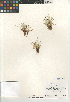  ( - CCDB-23397-E11)  @11 [ ] CreativeCommons - Attribution Non-Commercial Share-Alike (2015) SDNHM San Diego Natural History Museum