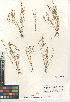  ( - CCDB-23397-E12)  @11 [ ] CreativeCommons - Attribution Non-Commercial Share-Alike (2015) SDNHM San Diego Natural History Museum
