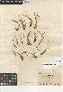  ( - CCDB-23397-F01)  @11 [ ] CreativeCommons - Attribution Non-Commercial Share-Alike (2015) SDNHM San Diego Natural History Museum