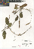  ( - CCDB-23397-F03)  @11 [ ] CreativeCommons - Attribution Non-Commercial Share-Alike (2015) SDNHM San Diego Natural History Museum