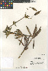 (Lilium humboldtii - CCDB-23397-F09)  @11 [ ] CreativeCommons - Attribution Non-Commercial Share-Alike (2015) SDNHM San Diego Natural History Museum