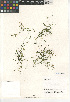  (Potamogeton foliosus - CCDB-23397-G03)  @11 [ ] CreativeCommons - Attribution Non-Commercial Share-Alike (2015) SDNHM San Diego Natural History Museum