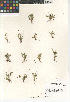  ( - CCDB-23397-G10)  @11 [ ] CreativeCommons - Attribution Non-Commercial Share-Alike (2015) SDNHM San Diego Natural History Museum