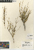  ( - CCDB-23397-H01)  @11 [ ] CreativeCommons - Attribution Non-Commercial Share-Alike (2015) SDNHM San Diego Natural History Museum