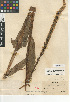  (Platanthera dilatata - CCDB-23397-H08)  @11 [ ] CreativeCommons - Attribution Non-Commercial Share-Alike (2015) SDNHM San Diego Natural History Museum