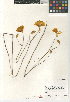  (Calochortus weedii - CCDB-23397-H09)  @11 [ ] CreativeCommons - Attribution Non-Commercial Share-Alike (2015) SDNHM San Diego Natural History Museum