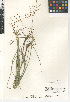  ( - CCDB-23952-A01)  @11 [ ] CreativeCommons - Attribution Non-Commercial Share-Alike (2015) SDNHM San Diego Natural History Museum