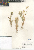  (Lamarckia - CCDB-23952-B09)  @11 [ ] CreativeCommons - Attribution Non-Commercial Share-Alike (2015) SDNHM San Diego Natural History Museum