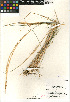  ( - CCDB-23952-B12)  @11 [ ] CreativeCommons - Attribution Non-Commercial Share-Alike (2015) SDNHM San Diego Natural History Museum