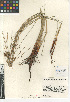  ( - CCDB-23952-C01)  @11 [ ] CreativeCommons - Attribution Non-Commercial Share-Alike (2015) SDNHM San Diego Natural History Museum