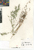  ( - CCDB-23952-C04)  @11 [ ] CreativeCommons - Attribution Non-Commercial Share-Alike (2015) SDNHM San Diego Natural History Museum