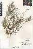  ( - CCDB-23952-C05)  @11 [ ] CreativeCommons - Attribution Non-Commercial Share-Alike (2015) SDNHM San Diego Natural History Museum