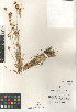  ( - CCDB-23952-D01)  @11 [ ] CreativeCommons - Attribution Non-Commercial Share-Alike (2015) SDNHM San Diego Natural History Museum