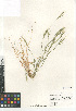  ( - CCDB-23952-D04)  @11 [ ] CreativeCommons - Attribution Non-Commercial Share-Alike (2015) SDNHM San Diego Natural History Museum